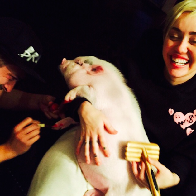 Miley se vyfotila s novým mazlíčkem.